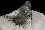 New Trilobite Species (Affinities to Quadrops) #174203-5